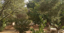 Detached house in Kitsi, Koropi (Athens – Eastern Suburbs)
